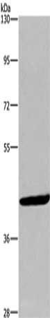 WNT1 Antibody