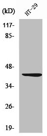 WNT1 Antibody