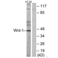 WNT1 antibody