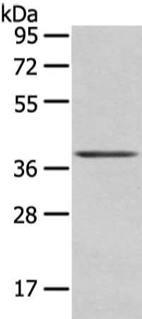 WNT10A antibody