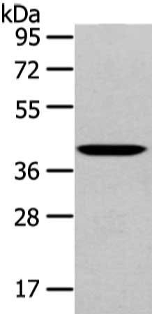 WNT10B Antibody