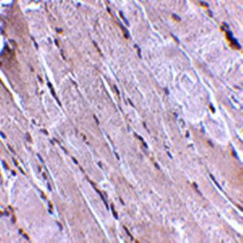 Wnt10b Antibody