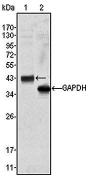 WNT10B Antibody