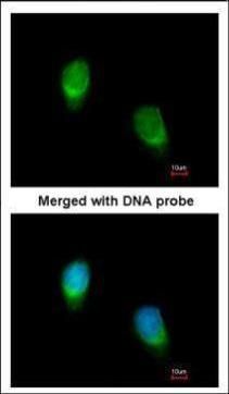 Wnt family member 11 Antibody