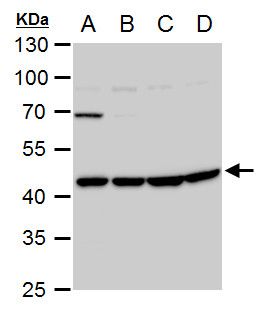 Wnt11 antibody