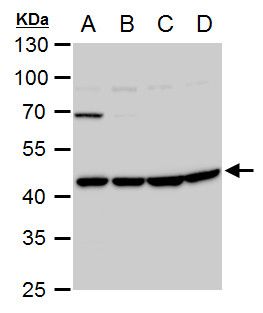 Wnt family member 11 Antibody