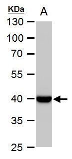 Wnt family member 11 Antibody