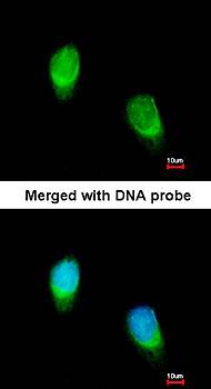 WNT11 antibody