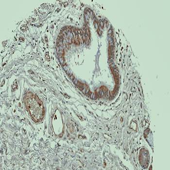 WNT11 antibody