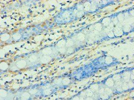 WNT2 Antibody