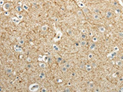 WNT2 Antibody