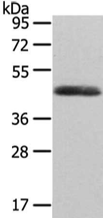 WNT2 Antibody