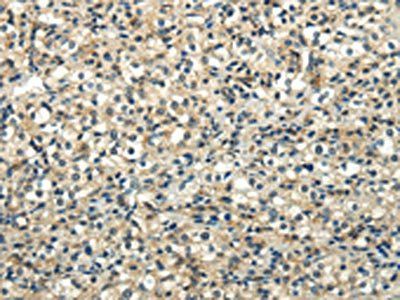 WNT2 Antibody