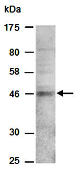 WNT2 (N) Antibody, Rabbit Polyclonal