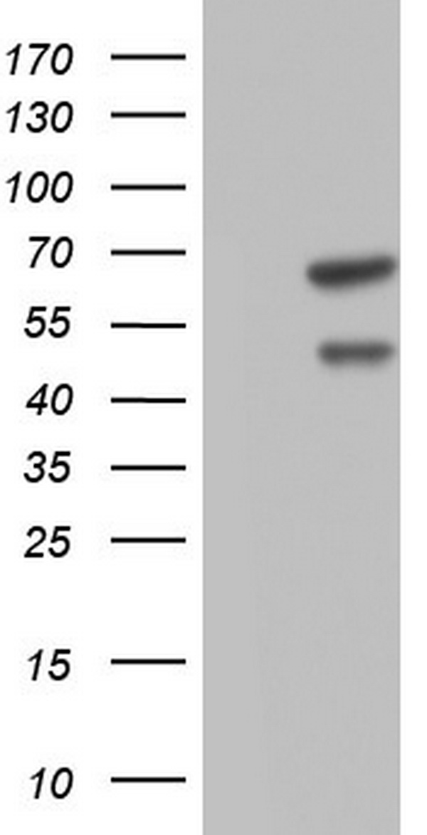 WNT3 Antibody
