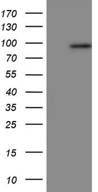 WNT3 Antibody