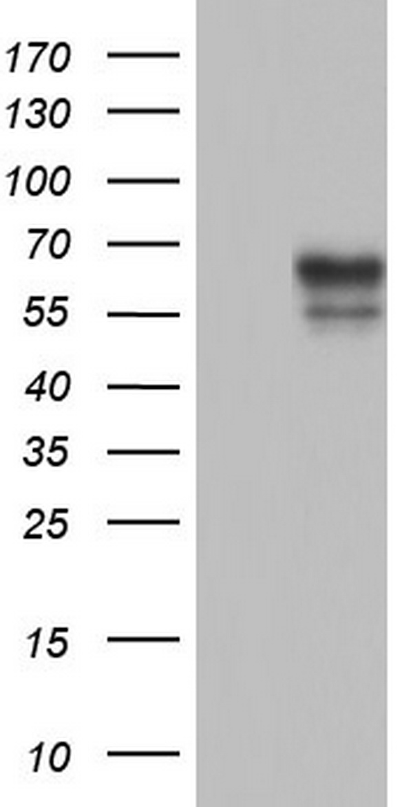 WNT3 Antibody