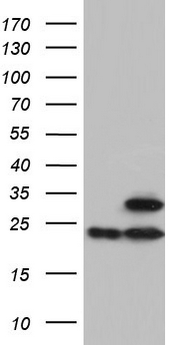WNT3 Antibody