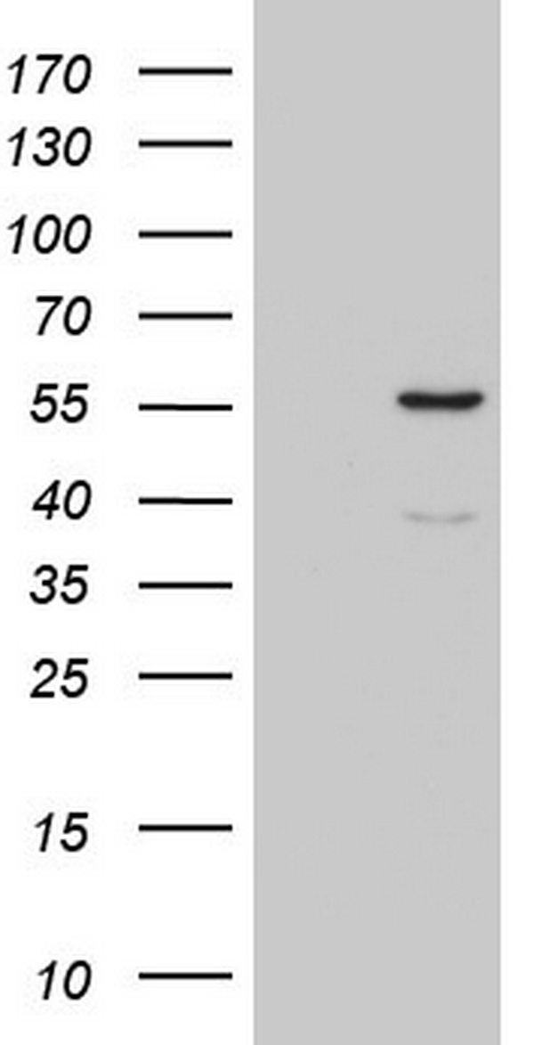 WNT3 Antibody