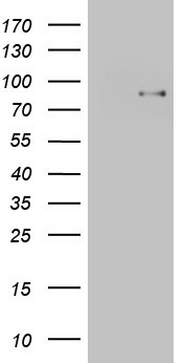 WNT3 Antibody