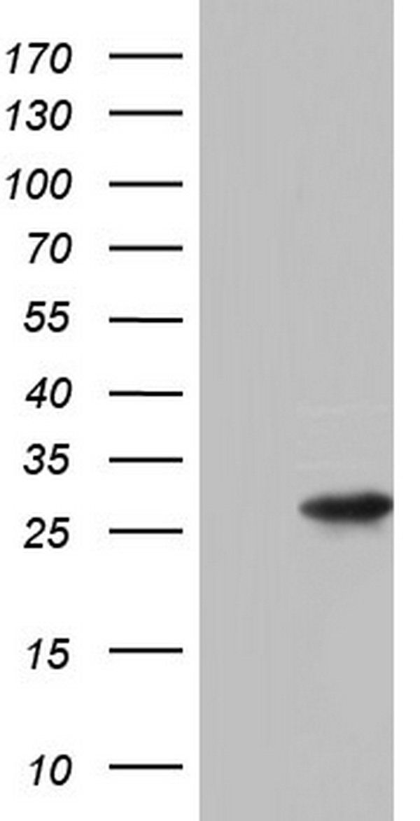 WNT3 Antibody