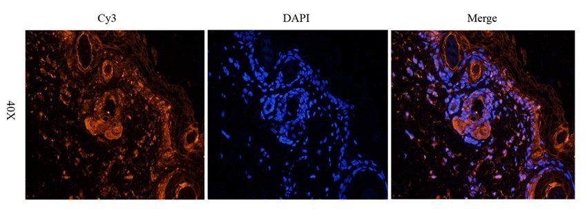 WNT3 antibody