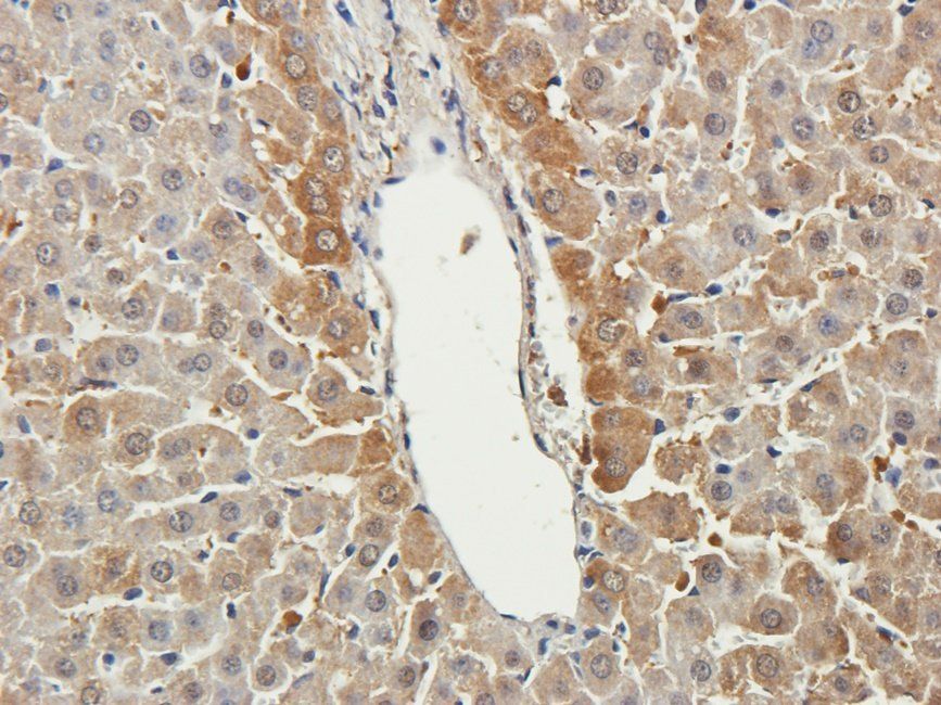 WNT3 antibody