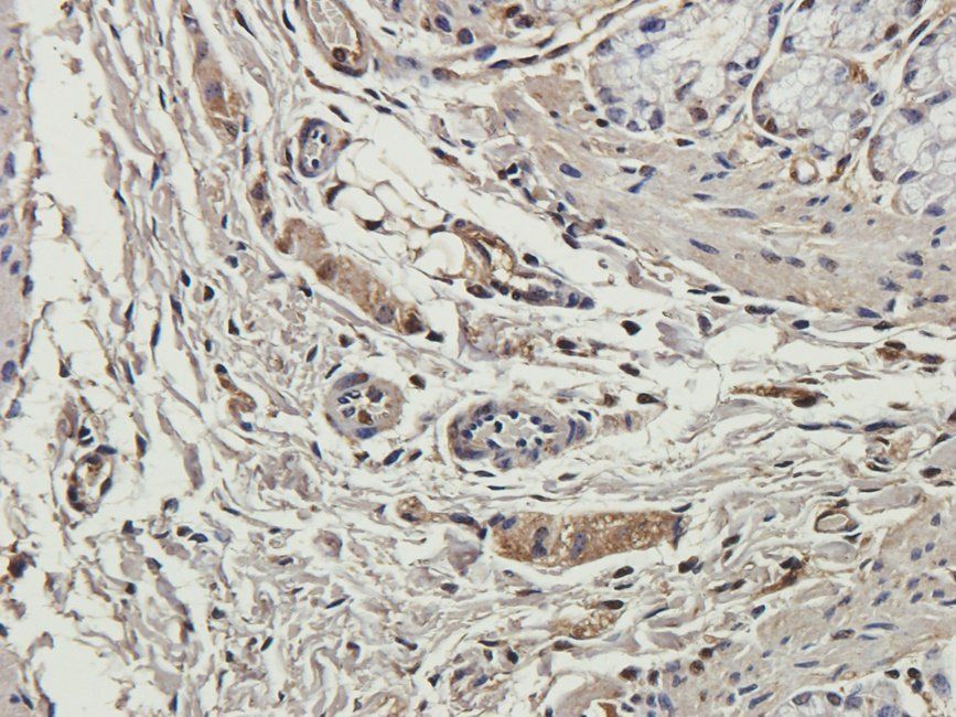 WNT3 antibody