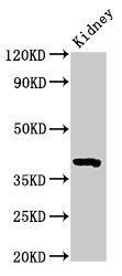 Wnt3 Antibody