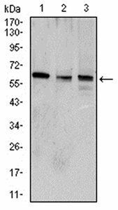 WNT3A Antibody