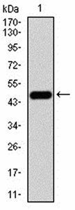 WNT3A Antibody