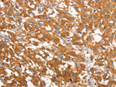 WNT3A Antibody