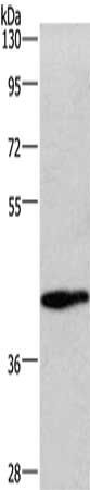 WNT3A Antibody