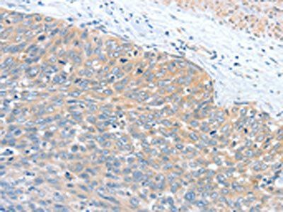 WNT3A Antibody