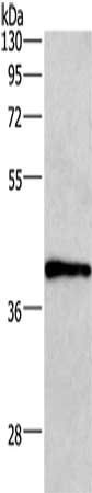 WNT3A Antibody