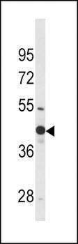 WNT4 antibody