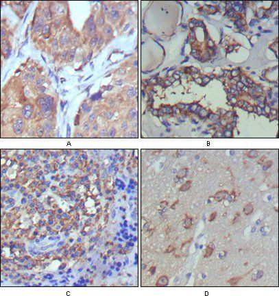 WNT5A Antibody