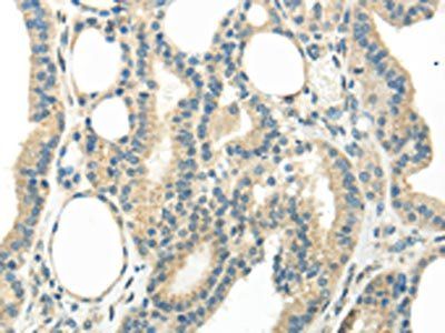 WNT6 Antibody