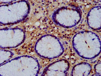 WNT8A Antibody