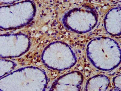 WNT8A antibody