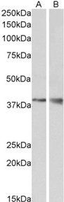 Goat anti-WNT15 / WNT9B Antibody