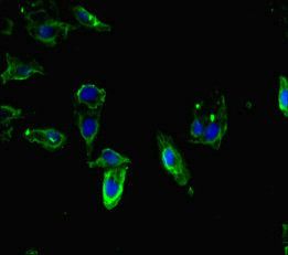 WRB Antibody