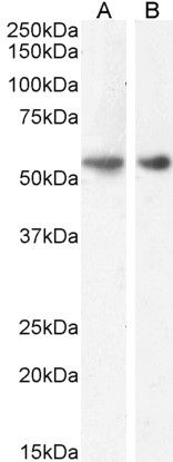 Goat anti-GLP1R Antibody