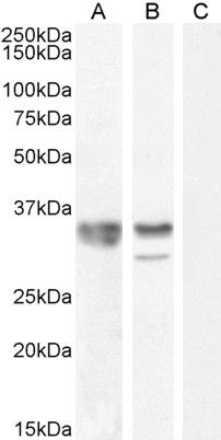 Goat anti-HNRNPA2B1 Antibody