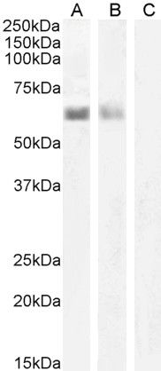Goat anti-AIRE Antibody