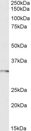Goat anti-FOXI1 / FKHL10 Antibody