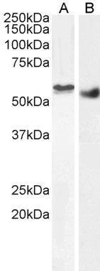 Goat anti-Clik1 / STK35 Antibody