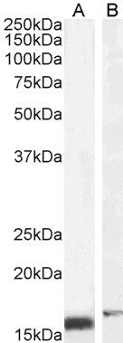 Goat anti-RBP1 Antibody