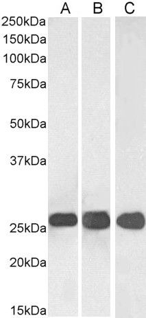 Goat anti-SNAP25 Antibody