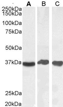 GAPDH antibody